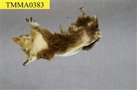 藏品(臺灣鼴鼠)的圖片